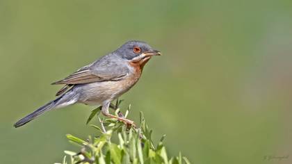 Eastern Subalpine Warbler