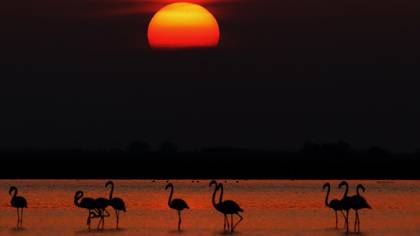 Flamingo