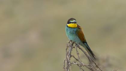 Arıkuşu » European Bee-eater » Merops apiaster