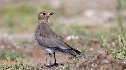 Karakanatlı bataklıkkırlangıcı » Black-winged Pratincole » Glareola nordmanni
