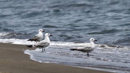 Audouin`s Gull
