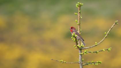 Çütre » Common Rosefinch » Carpodacus erythrinus