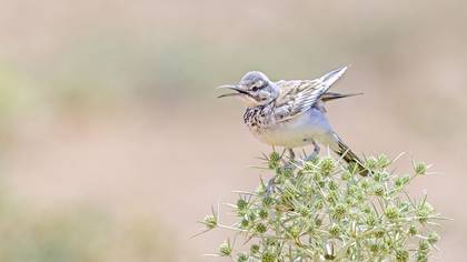 İbibik toygarı » Greater Hoopoe-Lark » Alaemon alaudipes