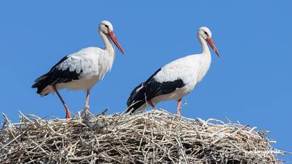 Leylek » White Stork » Ciconia ciconia