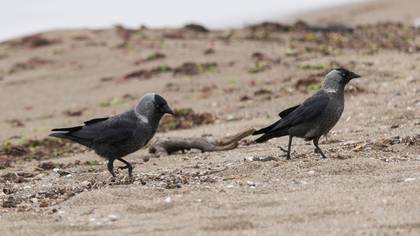 Küçük karga » Western Jackdaw » Coloeus monedula