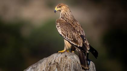 Şah kartal » Eastern Imperial Eagle » Aquila heliaca