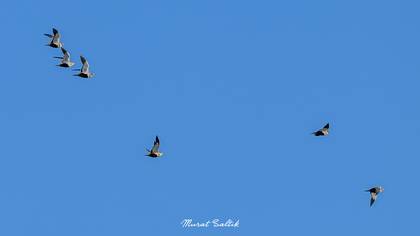 Bağırtlak » Black-bellied Sandgrouse » Pterocles orientalis