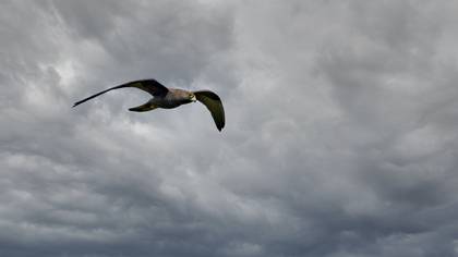 Eleonora`s Falcon