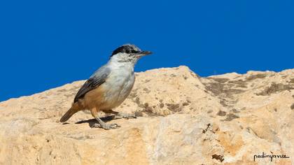 Büyük kaya sıvacısı » Eastern Rock Nuthatch » Sitta tephronota