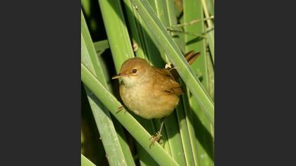 Common Reed Warbler