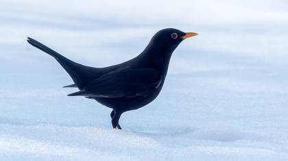 Karatavuk