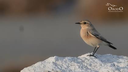 Çöl kuyrukkakanı » Desert Wheatear » Oenanthe deserti