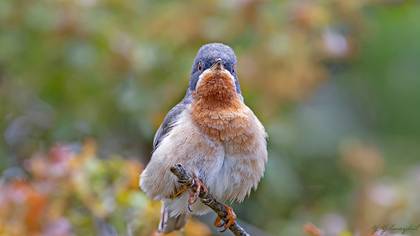 Eastern Subalpine Warbler