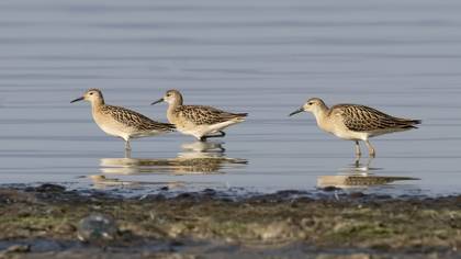 Dövüşkenkuş » Ruff » Calidris pugnax