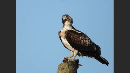 Osprey