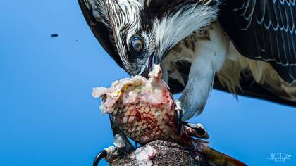 Balık Kartalı » Osprey » Pandion haliaetus