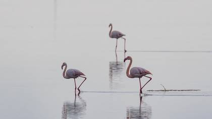 Flamingo » Greater Flamingo » Phoenicopterus roseus