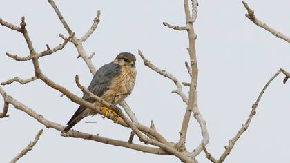 Boz doğan