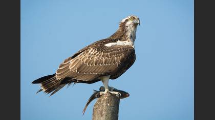 Osprey