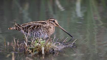 Suçulluğu » Common Snipe » Gallinago gallinago