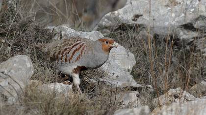 Çilkeklik » Grey Partridge » Perdix perdix