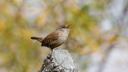 Çitkuşu » Eurasian Wren » Troglodytes troglodytes