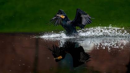 Karabatak » Great Cormorant » Phalacrocorax carbo