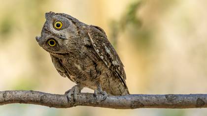İshakkuşu » Eurasian Scops Owl » Otus scops
