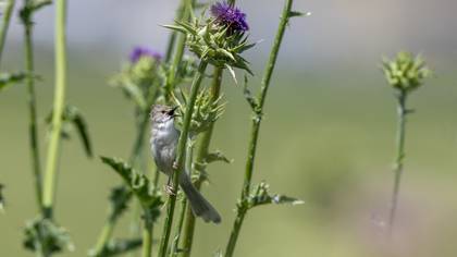 Dikkuyruklu ötleğen » Delicate prinia » Prinia lepida