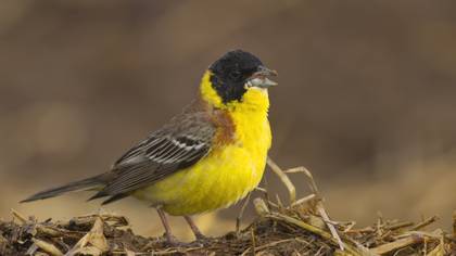 Karabaşlı kirazkuşu » Black-headed Bunting » Emberiza melanocephala