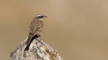 Radde`s Accentor