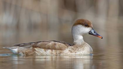 Macar ördeği » Red-crested Pochard » Netta rufina
