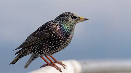 Sığırcık » Common Starling » Sturnus vulgaris