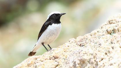 Aksırtlı kuyrukkakan » Finsch`s Wheatear » Oenanthe finschii