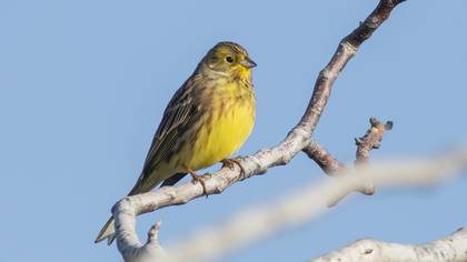 Sarı kirazkuşu » Yellowhammer » Emberiza citrinella