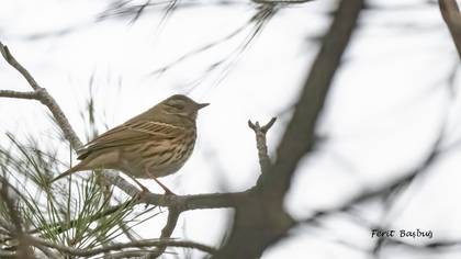 Yeşilsırtlı İncirkuşu » Olive-backed Pipit » Anthus hodgsoni