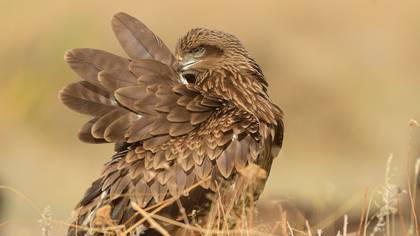Kara çaylak » Black Kite » Milvus migrans