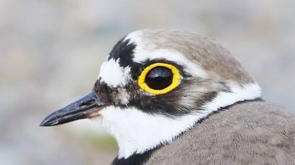 Halkalı küçük cılıbıt » Little Ringed Plover » Charadrius dubius