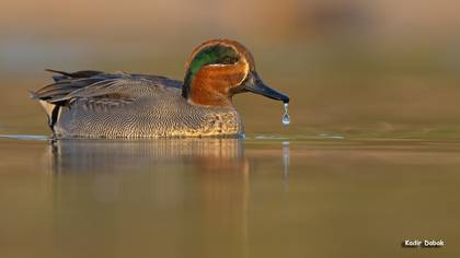 Çamurcun » Eurasian Teal » Anas crecca