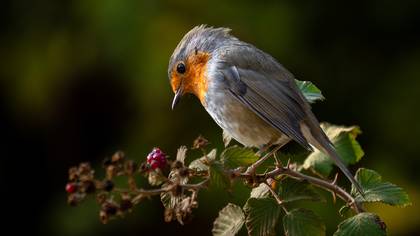 Kızılgerdan » European Robin » Erithacus rubecula