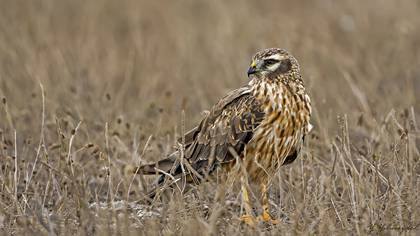 Montagu`s Harrier