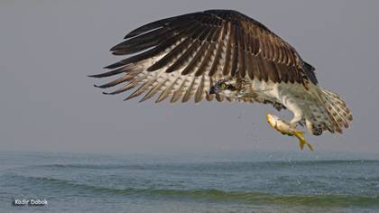 Balık kartalı » Osprey » Pandion haliaetus