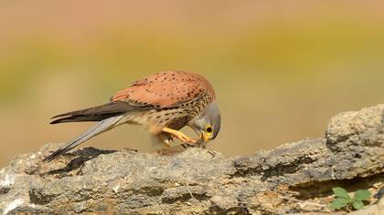 Kerkenez » Common Kestrel » Falco tinnunculus