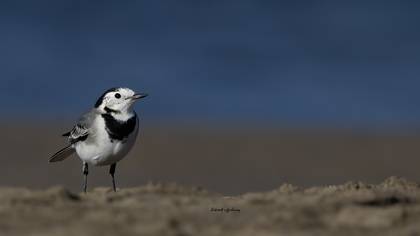 Ak kuyruksallayan » White Wagtail » Motacilla alba