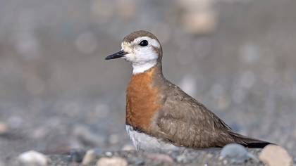 Doğu cılıbıtı » Caspian Plover » Anarhynchus asiaticus