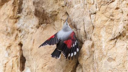 Duvar tırmaşıkkuşu » Wallcreeper » Tichodroma muraria
