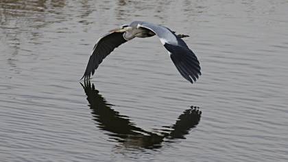 Gri balıkçıl » Grey Heron » Ardea cinerea