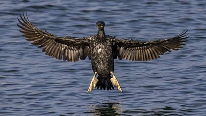 Tepeli karabatak » European Shag » Gulosus aristotelis