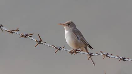 Upcher`s Warbler