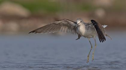 Yeşilbacak » Common Greenshank » Tringa nebularia